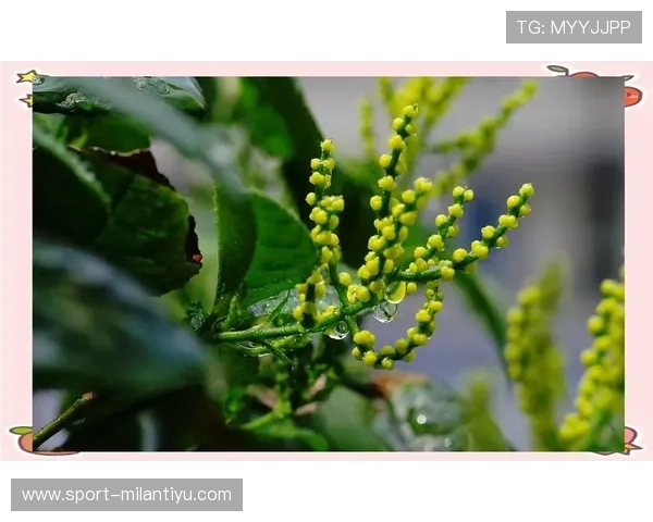 米兰开花：米兰春天的花卉展览与城市景观完美融合的精彩瞬间